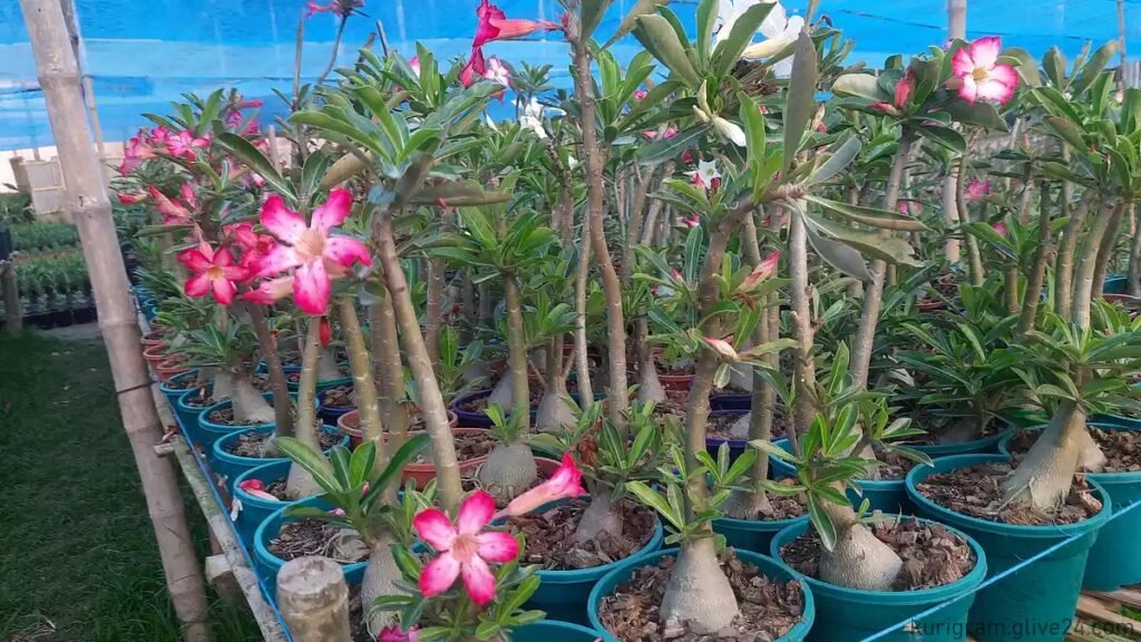 ফুল গাছটার আদি নিবাস আফ্রিকার মরু অঞ্চলে বাণিজ্যিক চাষ হচ্ছে কুড়িগ্রামে