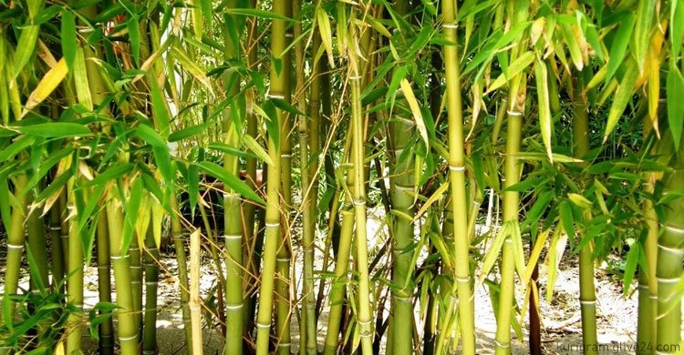 বাঁশ দিয়ে ভবন রক্ষার চেষ্টা