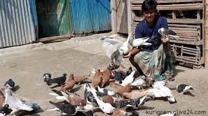 ৩০ টাকা পুঁজির কবুতর খামারে চলে নুরুজ্জামানের সংসার